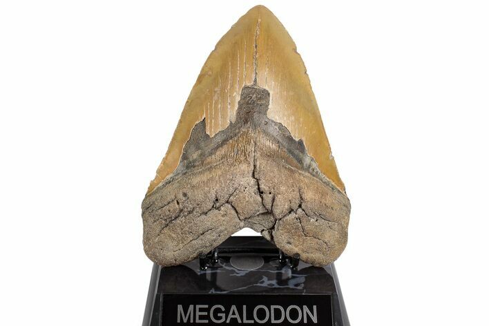 Giant, Fossil Megalodon Tooth - North Carolina #199685